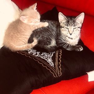 Meet your Posher, Rayana